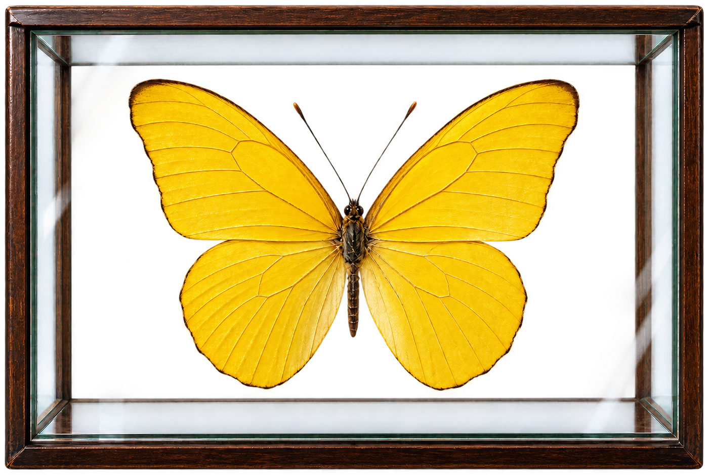 Yellow butterfly in a specimen case
